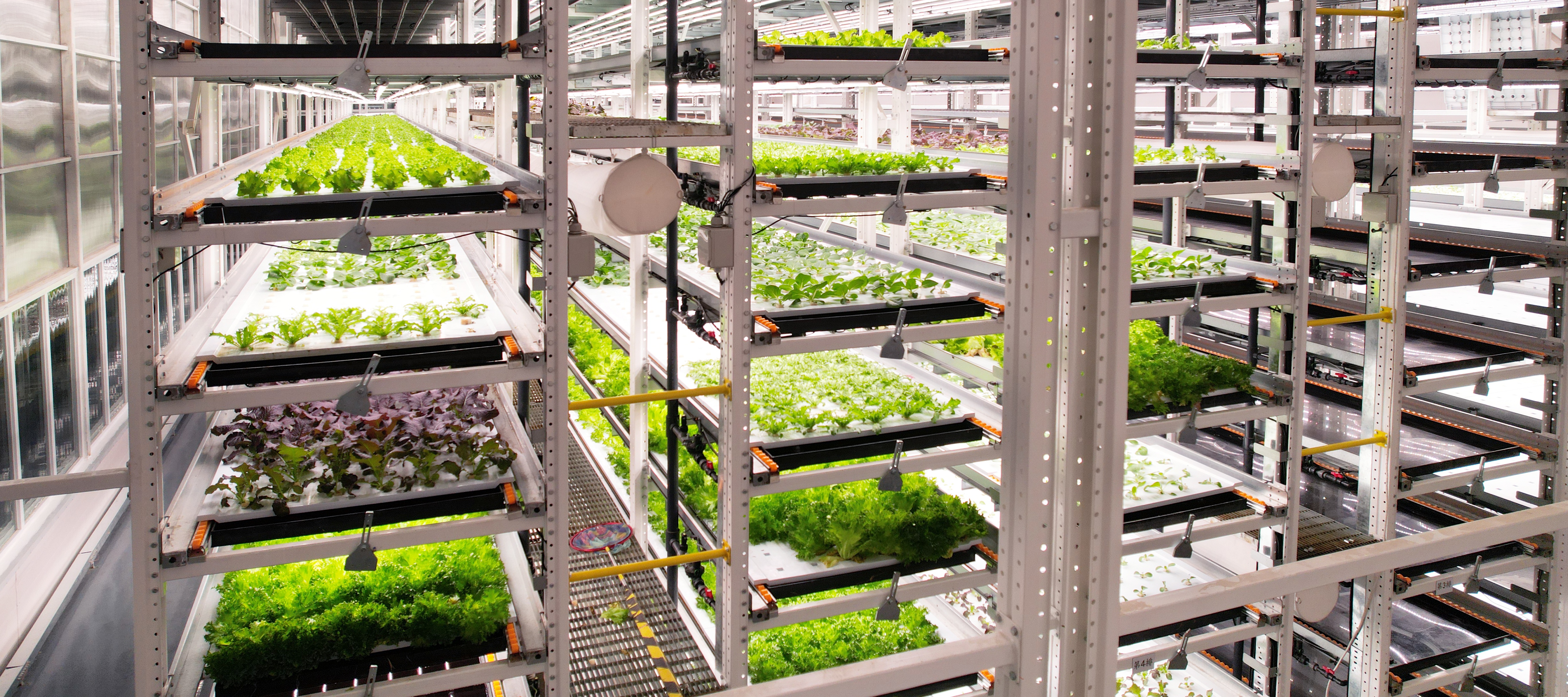 德赢VWIN植物工厂蔬菜20231206 (2)_看图王.JPG